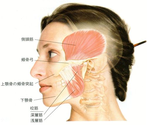 小宮歯科医院｜薬園台（船橋市）の歯医者、小宮歯科医院のボトックス（ボツリヌス）療法